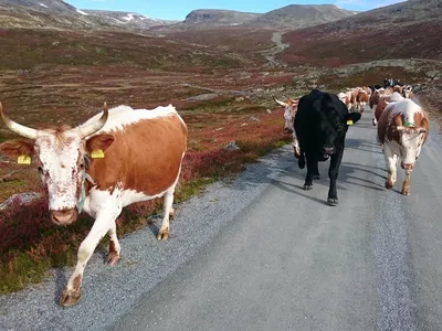 mange kuer vandrer på veien i fjellet