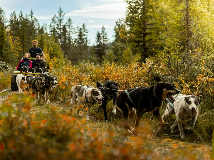 Hundekjøring i Hemsedal på sommeren med Husky