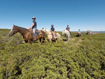 Western Horses web, tur.