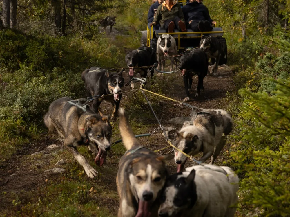 Hundekjøring Hemsedal Sommer 2024 KH 19