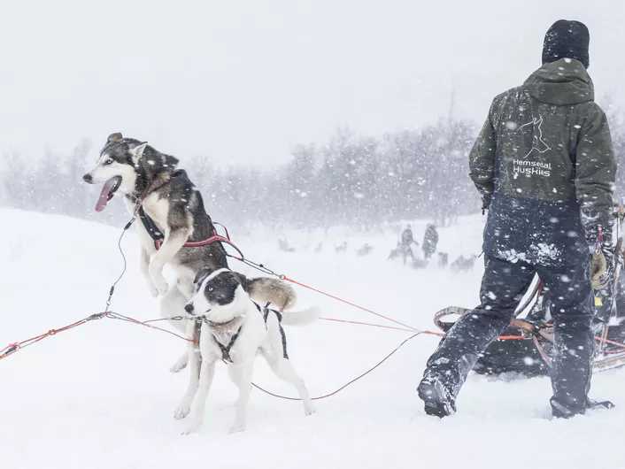 To hunder som gleder seg til å begynne å trekke